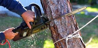 Best Tree Cabling and Bracing  in Le Grand, CA