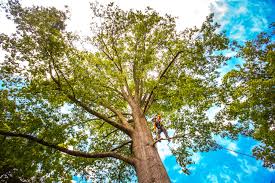 Best Storm Damage Tree Cleanup  in Le Grand, CA