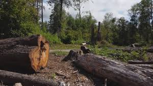 Best Tree Disease Treatment  in Le Grand, CA