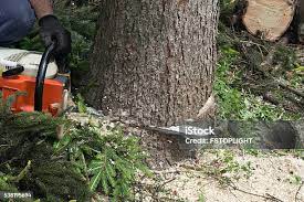 Best Firewood Processing and Delivery  in Le Grand, CA