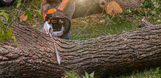 Best Commercial Tree Services  in Le Grand, CA