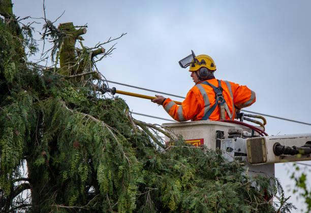 Best Root Management and Removal  in Le Grand, CA