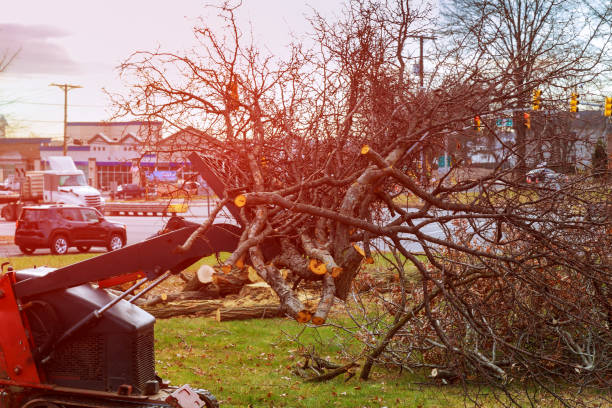 Best Tree Trimming and Pruning  in Le Grand, CA