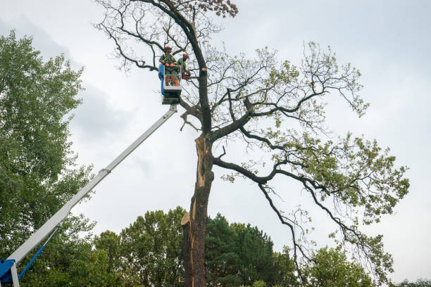 How Our Tree Care Process Works  in  Le Grand, CA