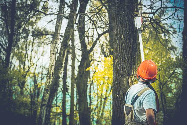 Best Emergency Tree Removal  in Le Grand, CA