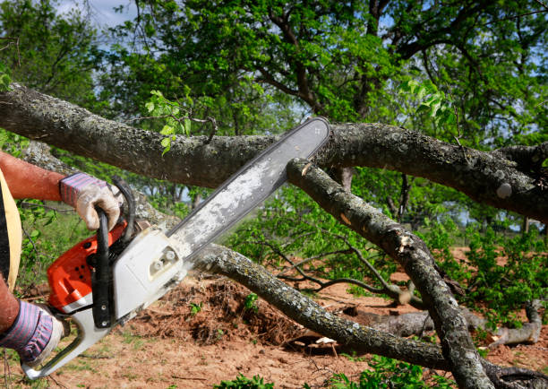 Best Tree Mulching  in Le Grand, CA