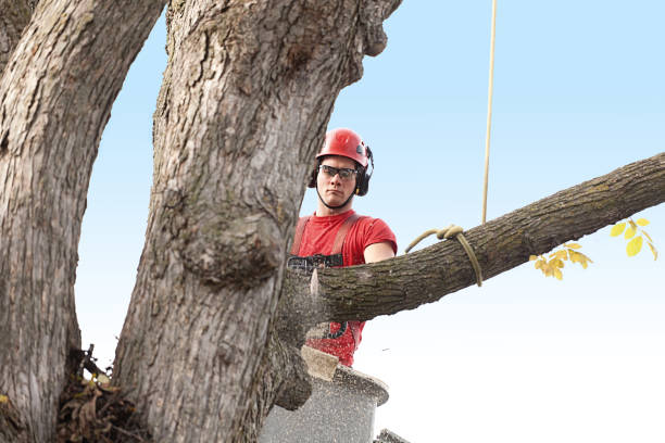  Le Grand, CA Tree Care Pros